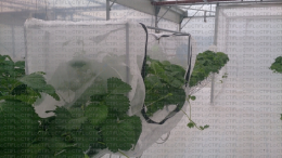 Cage d'expérimentation sur fraisiers, pour protéger des insectes
